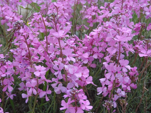Persian Candytuft (Aethionema grandiflorum)
