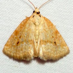 Protodeltote albidula
