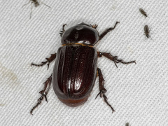 Semanopterus