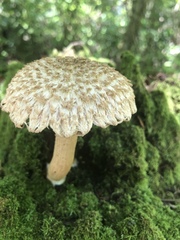 Boletellus ananas image