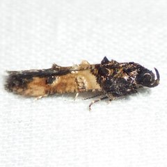 Walshia miscecolorella