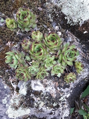 Sempervivum tectorum