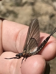 Hexagenia bilineata