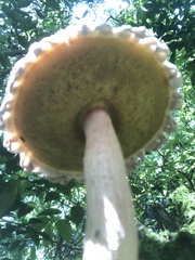 Boletellus ananas image