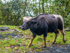 Gaur photo 5