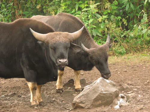 Domestic Gaur
