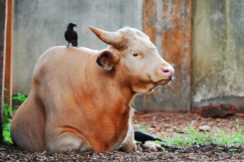 Domestic Gaur