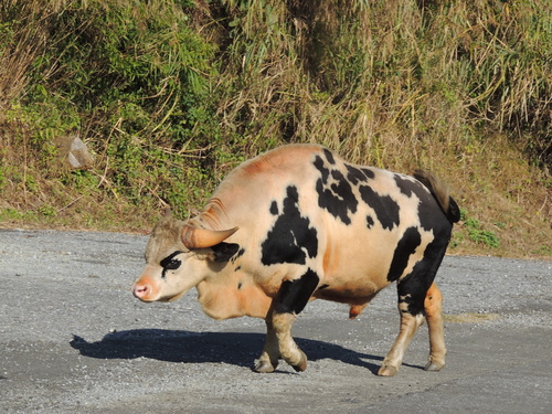 Domestic Gaur