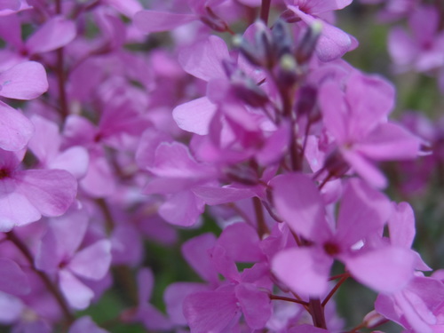 Aethionema grandiflorum, photograph 3