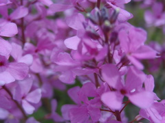 Aethionema grandiflorum, photograph author not stated, no rights reserved