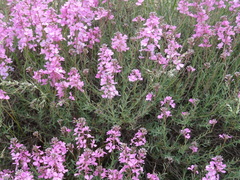 Aethionema grandiflorum, photograph author not stated, no rights reserved