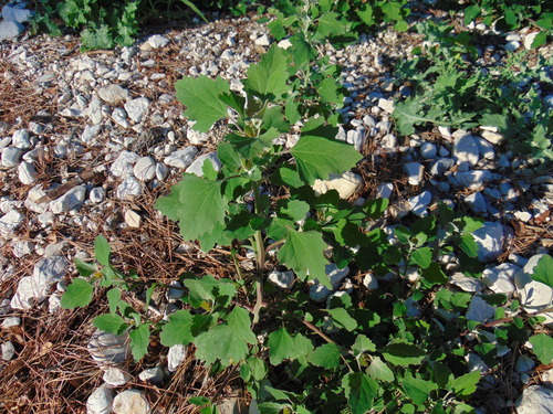 mrlík kalinolistý (Chenopodium opulifolium)