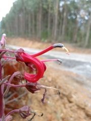 Lobelia tupa
