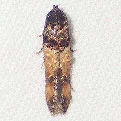 Walshia miscecolorella