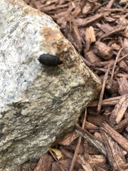 Lucidota atra