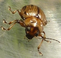 Rhyparida