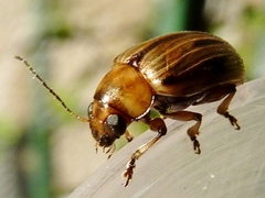 Rhyparida