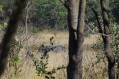 Ceratotherium simum simum