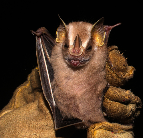 brown-bellied broad-nosed bat (Platyrrhinus fusciventris) — Least Concern Mammalia