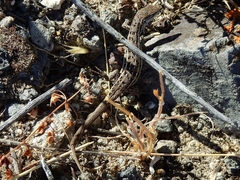 Psammodromus occidentalis