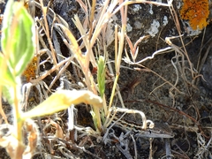 Psammodromus occidentalis