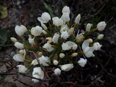 Centaurium maritimum