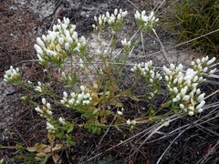 Centaurium maritimum