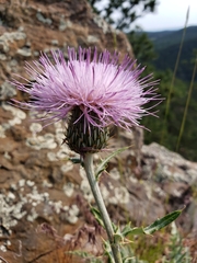 Cirsium flodmanii