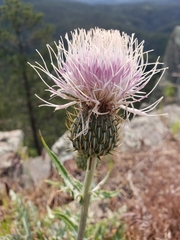 Cirsium flodmanii