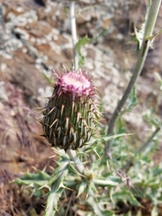 Cirsium flodmanii