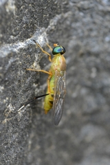 Ptecticus testaceus