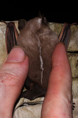 Platyrrhinus fusciventris