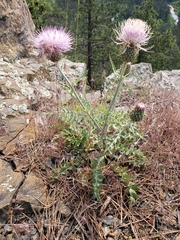 Cirsium flodmanii