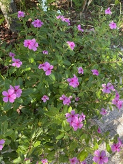 Catharanthus roseus image