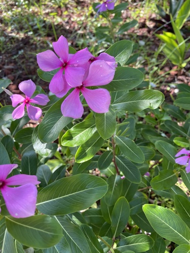 Catharanthus roseus image