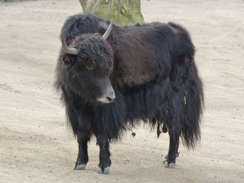 Domestic Yak