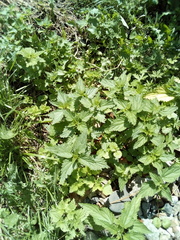 Urtica dioica