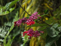 Angiospermae