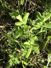 Hypericum ellipticum