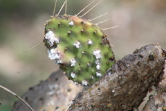 Dactylopiidae