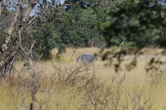 Ceratotherium simum simum