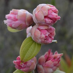 Cavendishia pubescens