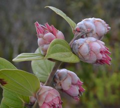 Cavendishia pubescens