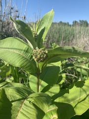 Asclepias syriaca