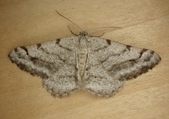 Digrammia denticulata