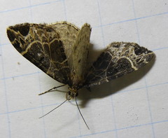 Ecliptopera silaceata