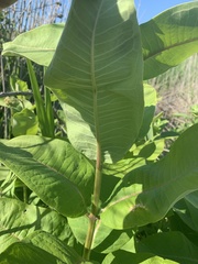 Asclepias syriaca