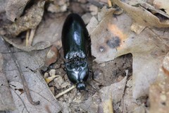 Melanactes