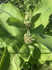 Asclepias syriaca
