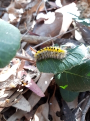 Lophocampa indistincta